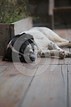 Dog and Cat together wide angle,