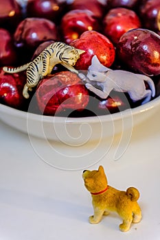 Dog and cat toy display on the cherry bowl