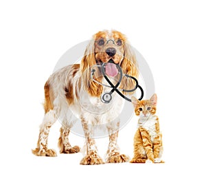 Dog and cat veterinarian