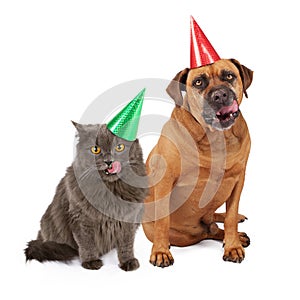 Dog and Cat Wearing Birthday Hat and Licking Lips