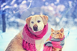 Dog and cat wearing knitted scarf sitting together outdoors