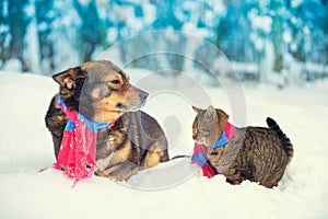 A dog and a cat wearing knitted scarves play together in a snowy forest