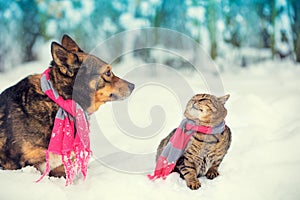 A dog and a cat wearing knitted scarves play together in a snowy forest