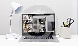 Dog and Cat Web Video Conference Call