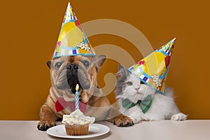 Dog and cat on a yellow isolated background celebrate birthday