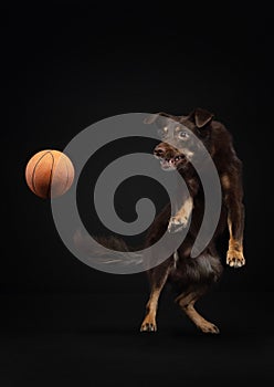 the dog catches the ball. Active australian kelpie is jumping. Pet on a black background
