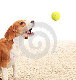 Dog catches ball on white background