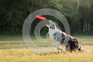 The dog catches the disc. Marble border collie in nature. Pet sports