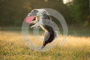 The dog catches the disc. Marble border collie in nature. Pet sports