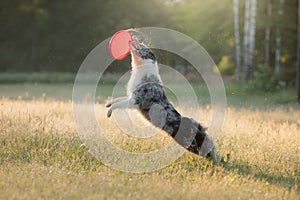 The dog catches the disc. Marble border collie in nature. Pet sports