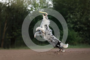 The dog catches the disc. Sports with the pet. Active Border Collie