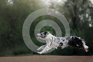 The dog catches the disc. Sports with the pet. Active Border Collie