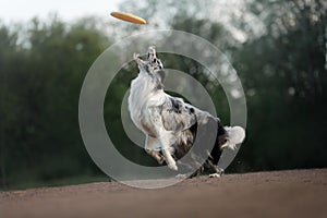 The dog catches the disc. Sports with the pet. Active Border Collie