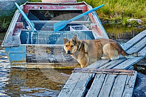 The dog catches small fish on a mooring. Jack London's lake. Autumn