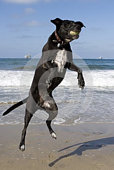 Dog catching ball at beach