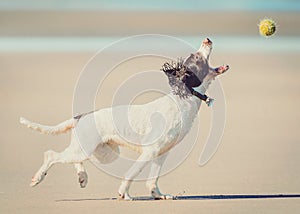 Dog catching ball