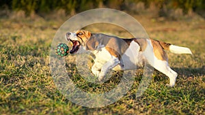 Dog catching a ball