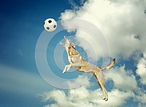 Dog catching a ball in midair