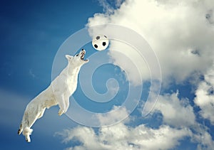 Dog catching a ball in midair
