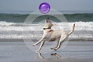Dog catching the disc