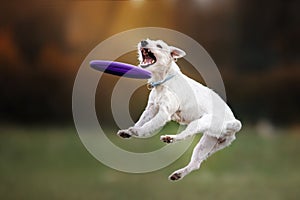 Dog catching disk in jump