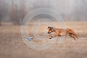 Dog catching flying disk