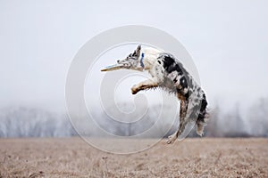 Dog catching flying disk