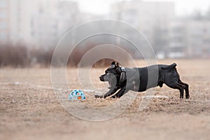 Dog catching flying disk