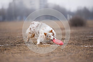 Dog catching flying disk