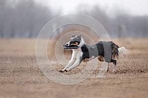 Dog catching flying disk