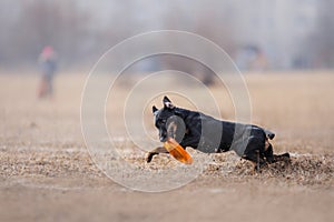 Dog catching flying disk