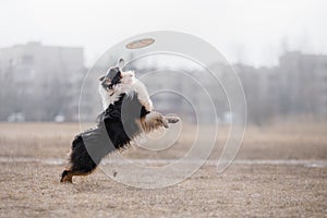 Dog catching flying disk