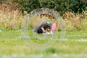 Dog catching flying disk in jump, pet playing outdoors in a park. sporting event, achievement in sport