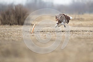 Dog catching flying disk, pet playing outdoors