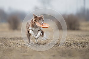 Dog catching flying disk, pet playing outdoors