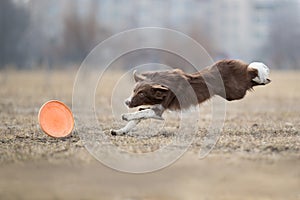 Dog catching flying disk, pet playing outdoors