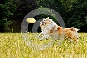 Dog catching flying disk, pet playing outdoors in a park.