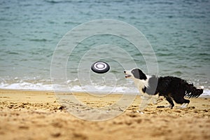 Dog Catching Frisbee photo