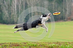 Dog catching frisbee