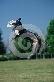 Dog catching Frisbee at Canine Frisbee Contest, Los Angeles, California