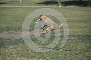 Dog catching Frisbee mid-air in Canine Frisbee Contest, Westwood, Los Angeles, CA photo