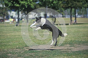 Dog catching Frisbee mid-air in Canine Frisbee Contest, Westwood, Los Angeles, CA photo