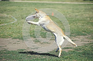 Dog catching Frisbee mid-air in Canine Frisbee Contest, Westwood, Los Angeles, CA