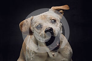 Dog catching a treat - Labrador with Staffordshire Terrier