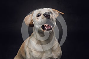Dog catching a treat - Labrador with Staffordshire Terrier