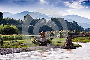 A dog and cattle family