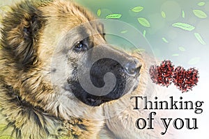 Dog caucasian sheepdog two years old. Thinking of you - card