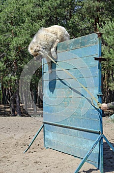 A dog of the Caucasian Shepherd breed overcomes a strip of obstacles