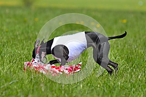 Dog caught a bait in lure coursing