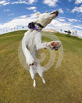 Dog caught jumping in the air at the park with a fish eye lens